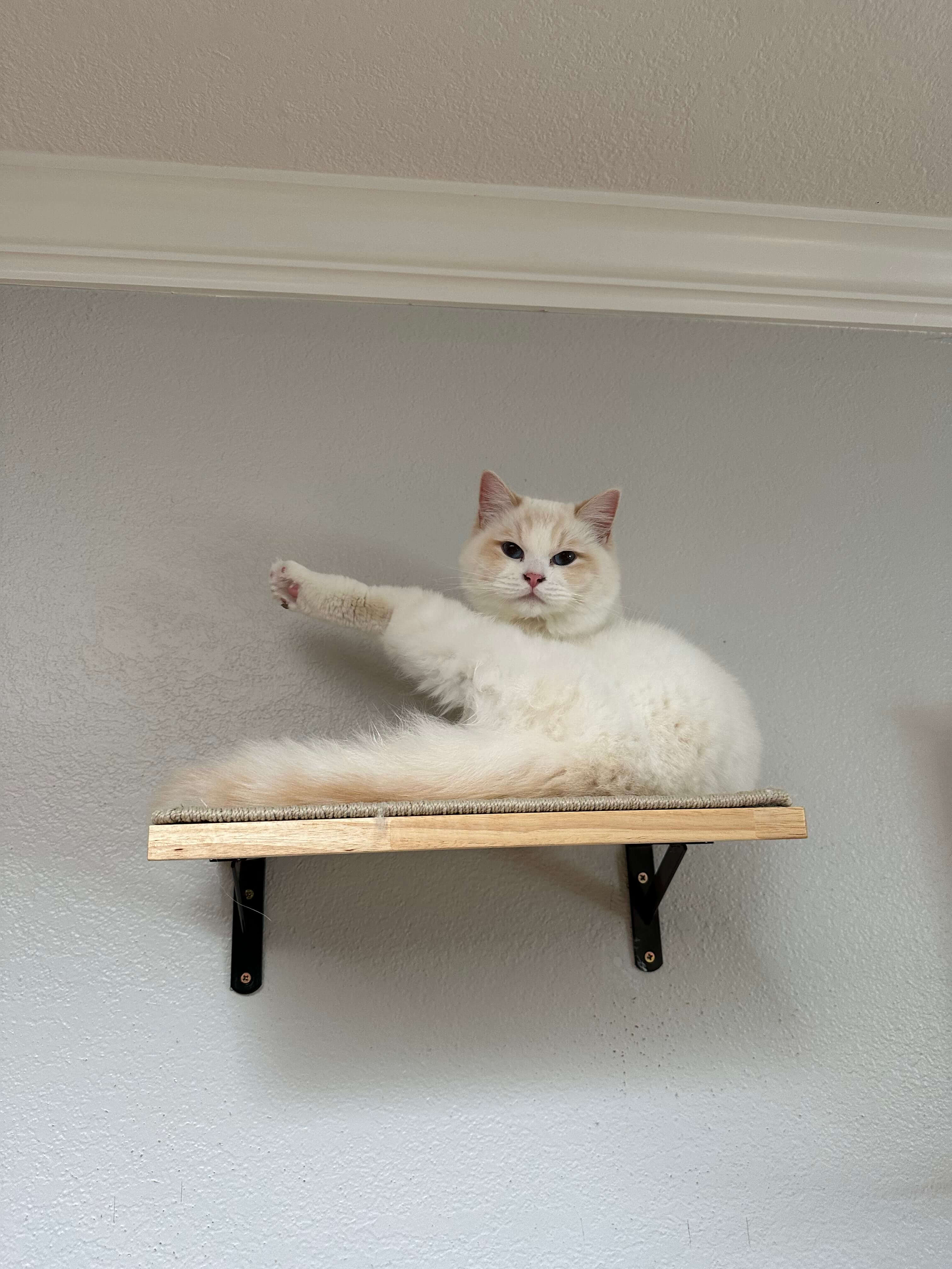 bay area ragdolls belrose