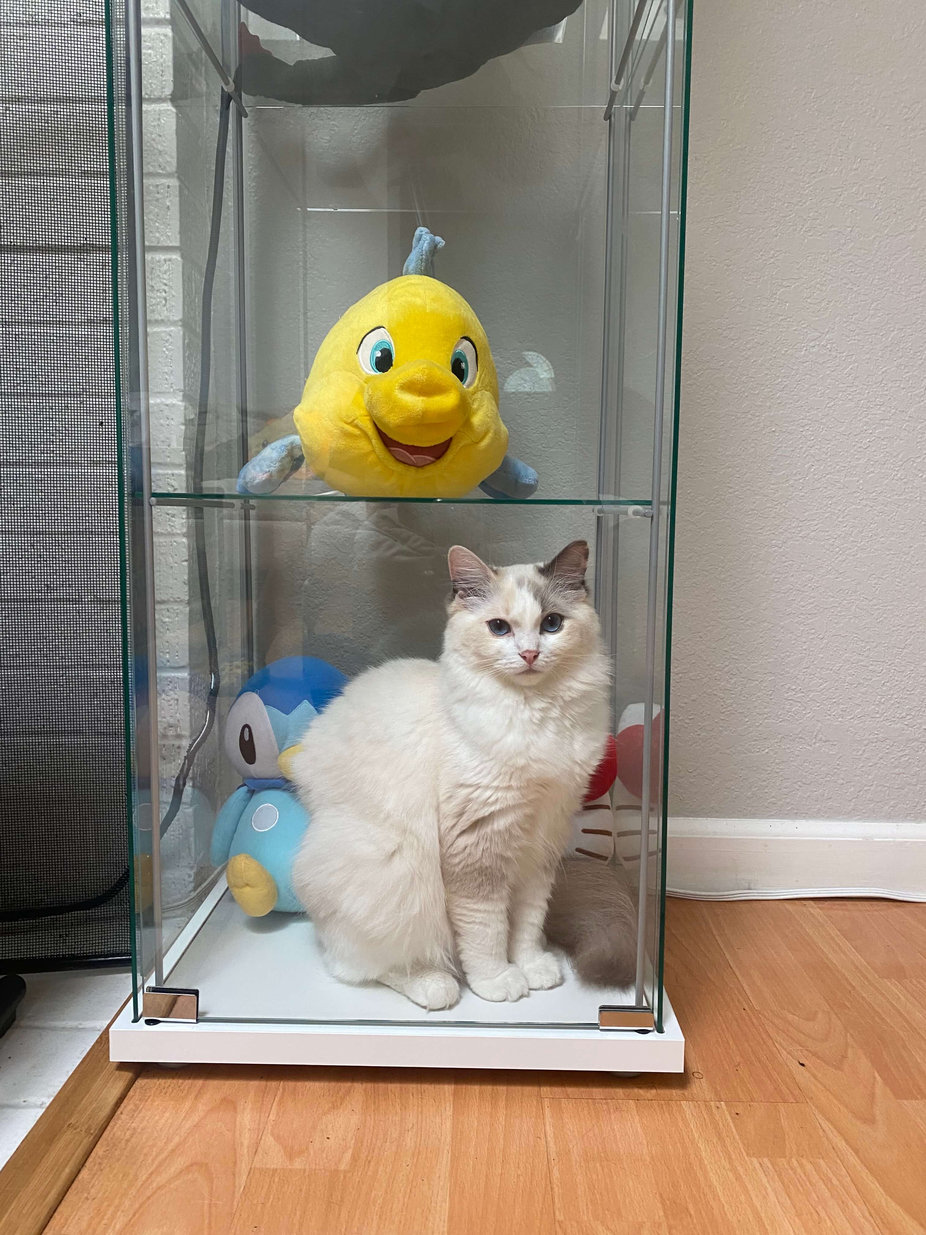 bay area ragdolls