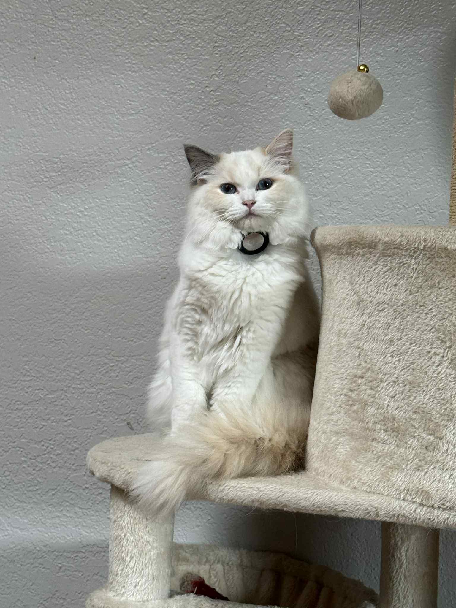 bay area ragdolls