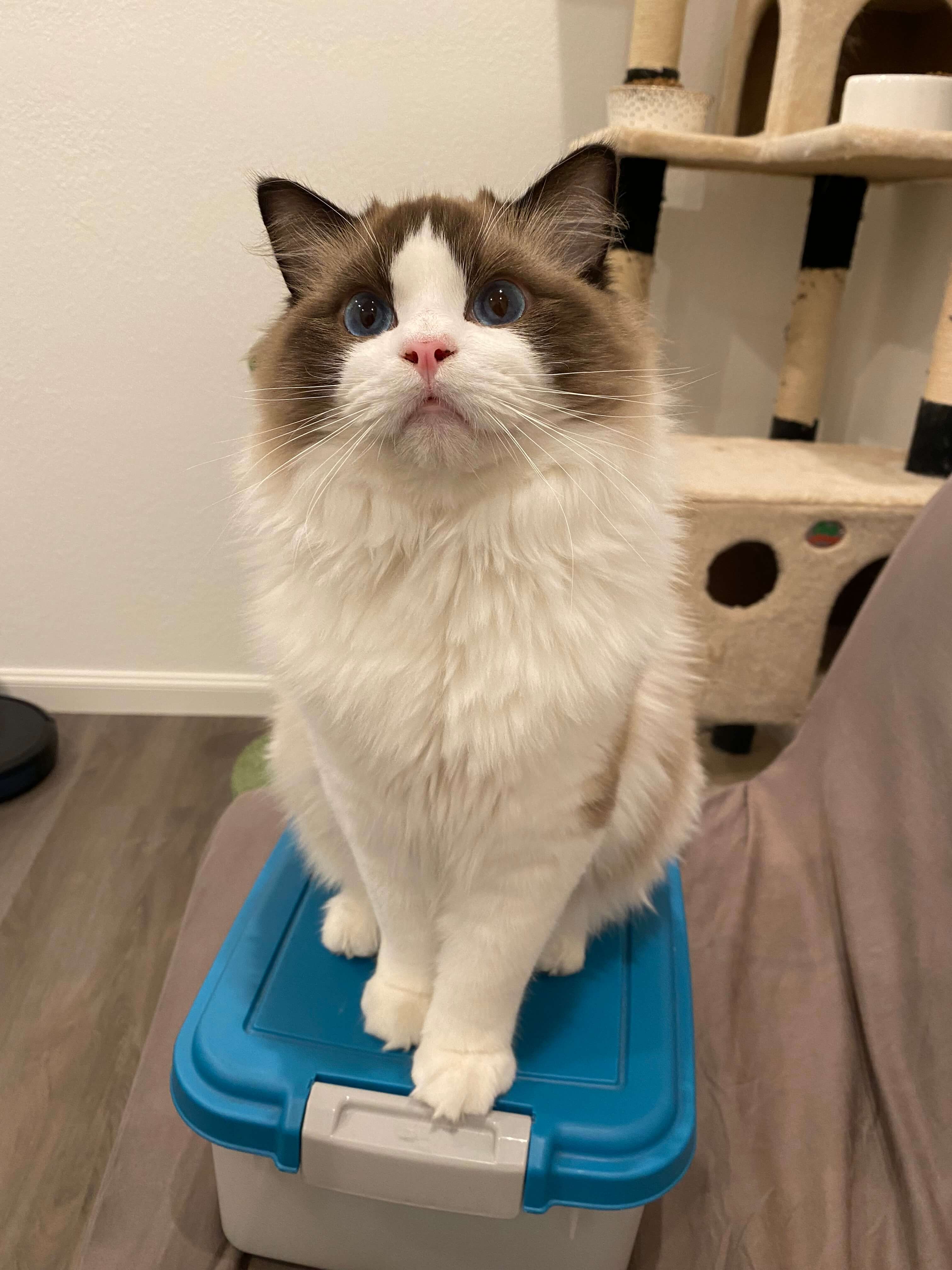 bay area ragdolls