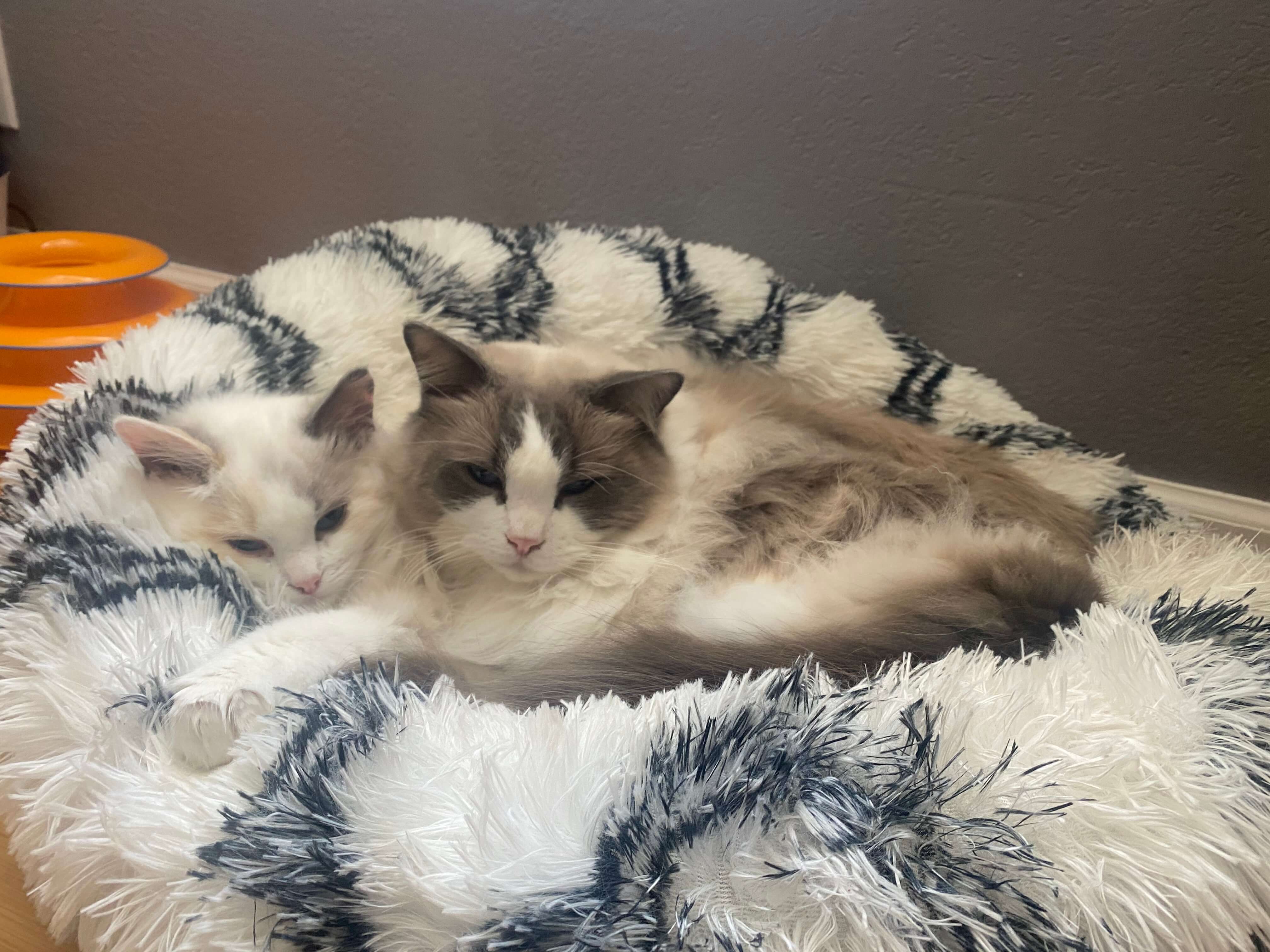 bay area ragdolls