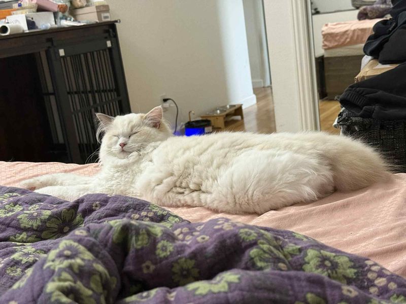 bay area ragdolls