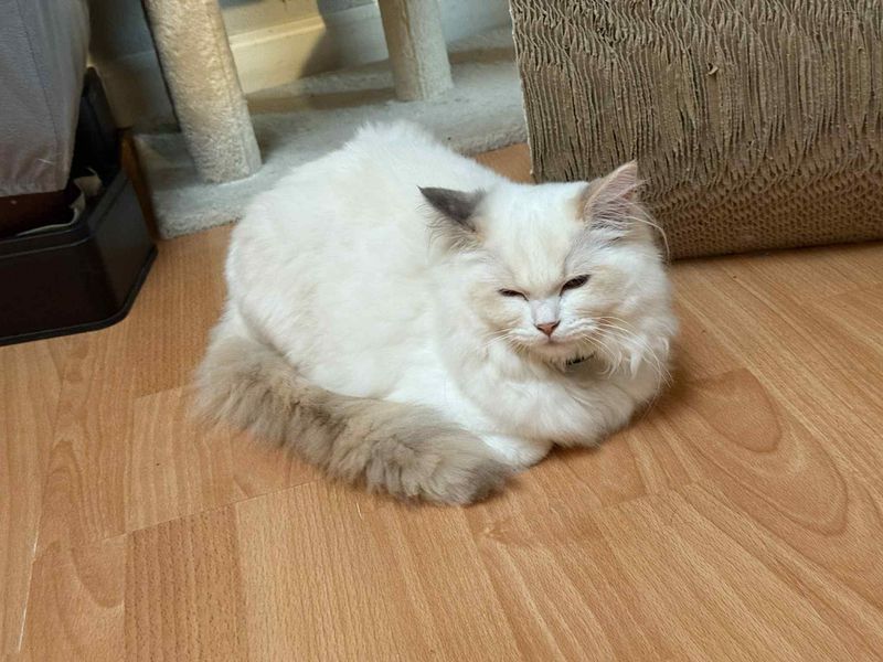 bay area ragdolls